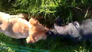 Ratting With Terriers Clip