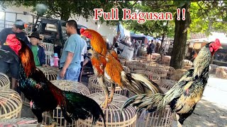 Gawok Market special, guys, featuring Wirkun, Wirgal, and handsome Jalak colors