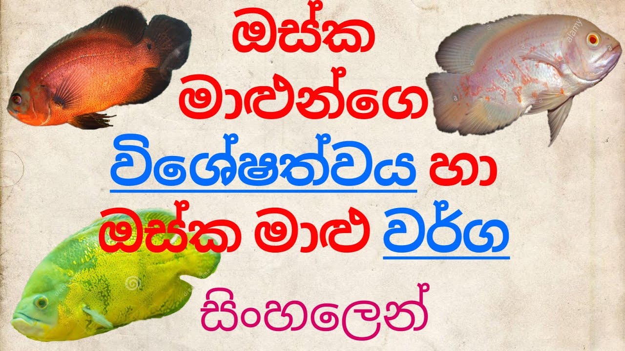 Types of OSCAR fish & Their Specialty in Sinhala YouTube