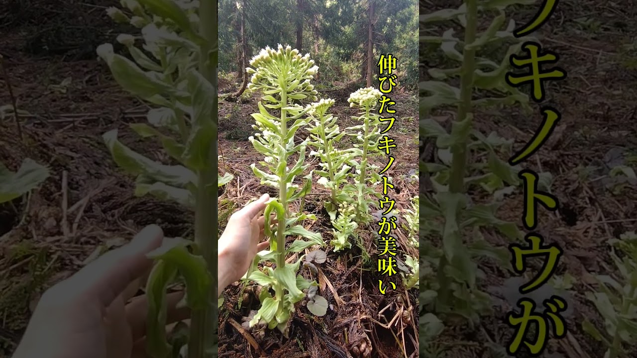 Butterbur sprouts are delicious even when they grow long