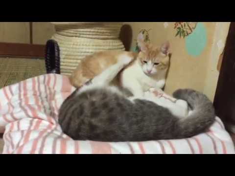 ねこぱんち H23089_c099e41a-3562-45cb-8865