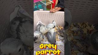 Grey Parrot Lovers Idha Miss Pannaadha 🔥#shorts #shortsfeed #shortvideo