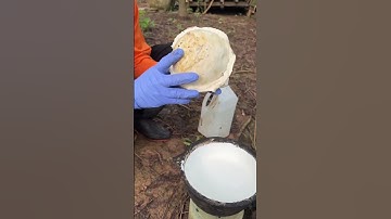 Rubber tree plant #rubbertapping #woodworking #rubberfarming #rubbertree