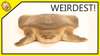 THE WEIRDEST TURTLE IN THE WORLD!!