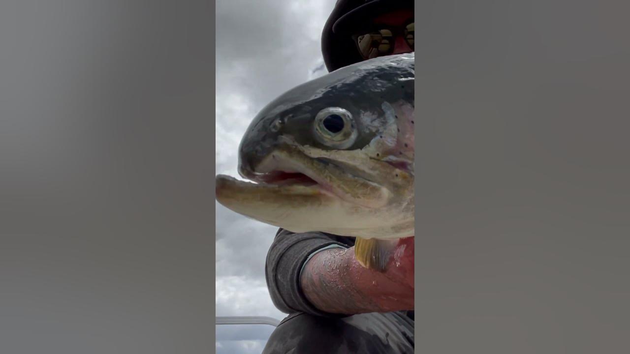 This trout was UGLY! trout flyfisherman rainbowtrout fishing sport