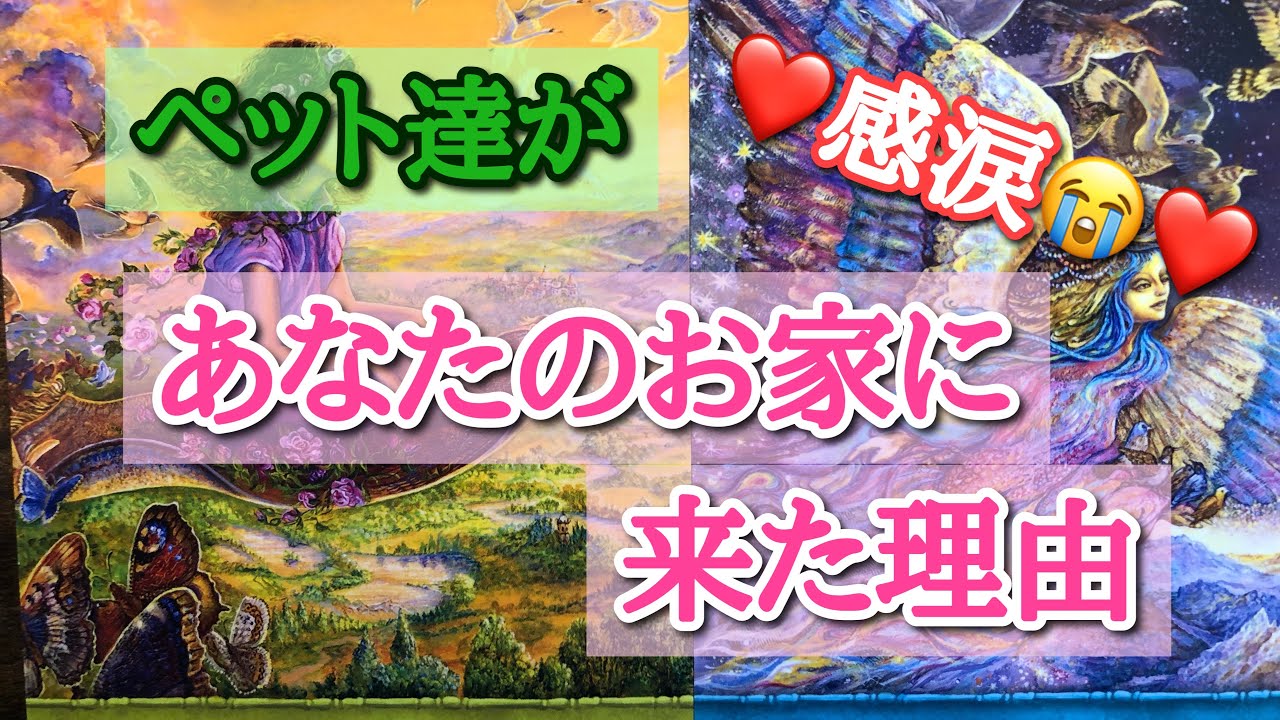 ❤️感涙😭✨ペットさんがあなたのお家に来た理由は？❤️