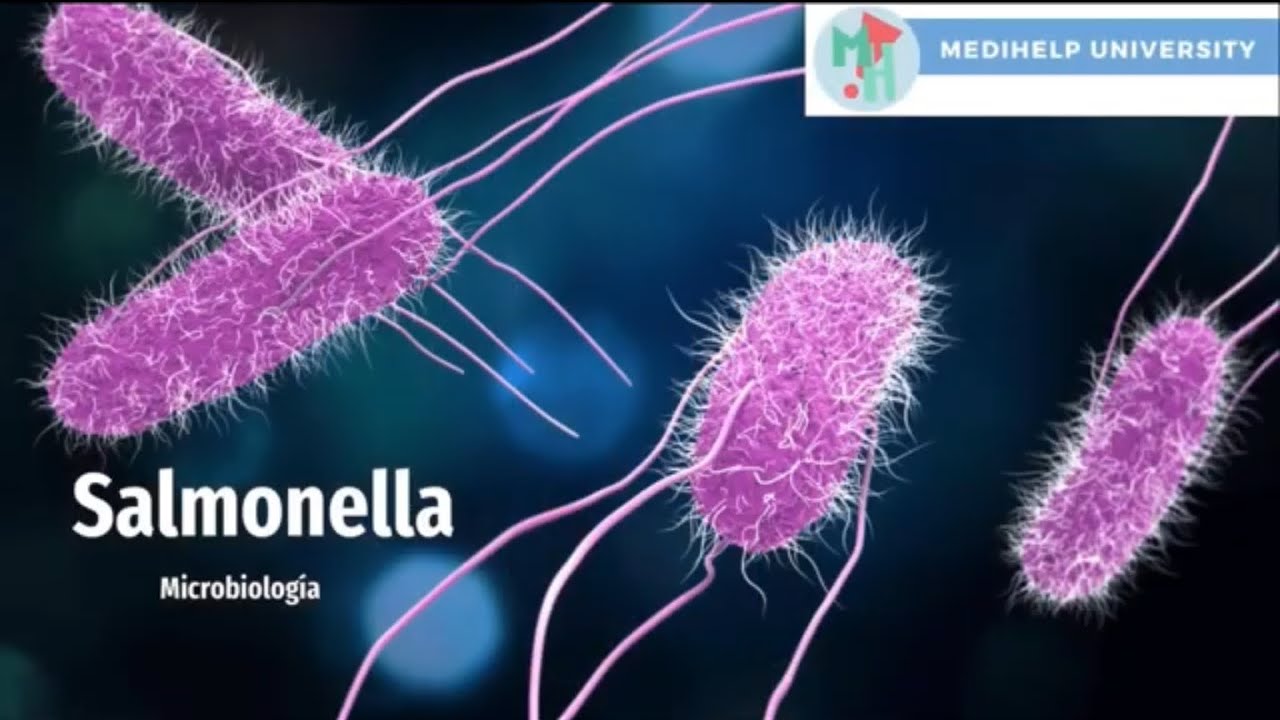 ¿Diarrea? ¡Conoce a la Salmonelosis! YouTube