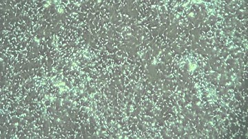 Frozen Semen Post Thaw