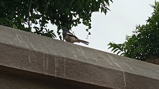 A Little Bird Rescue By Me#A Bird Rescue on Rainy Night #A Little Bird Rescue on Night