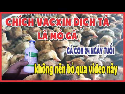 Video Kỹ thuật tiêm vacxin dịch tả và là mỏ gà cho gà con 24... - youtube