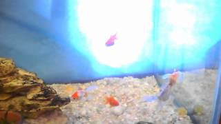 Mating Behavior or Goldfish Bully