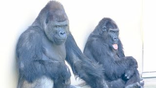 Silverbacks communicate with female gorillas.Shabani Group