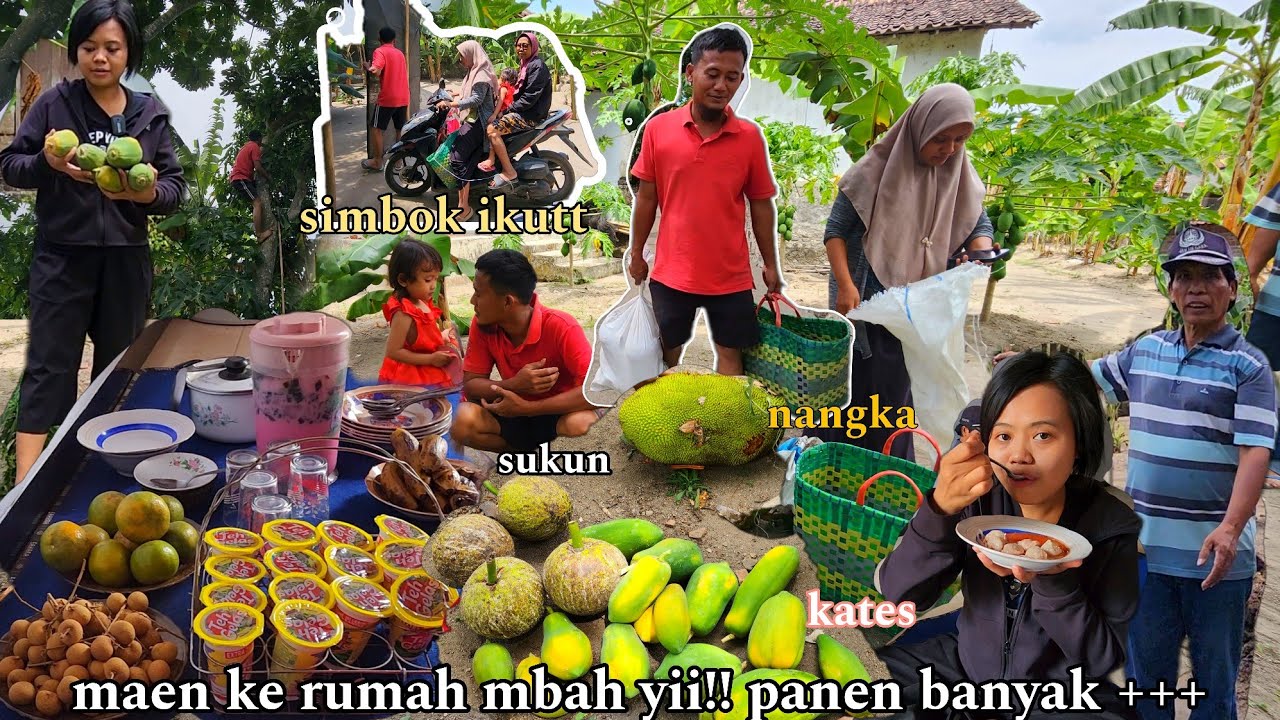PANEN BUAH DI KEBUN MBAH YII ‼️PETIK PEPAYA + SUKUN NANGKA + PISANG ,kegiatan tkw taiwan pulang cuti