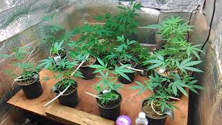 Loyal2dasoil#bloom nutrients update week four part 2