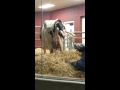 Live Cow Birth - Fair Oaks Farms