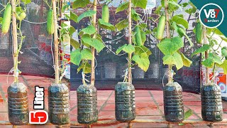 Amazing Idea: Growing Cucumber from Seed | Grow Cucumber in Bottles