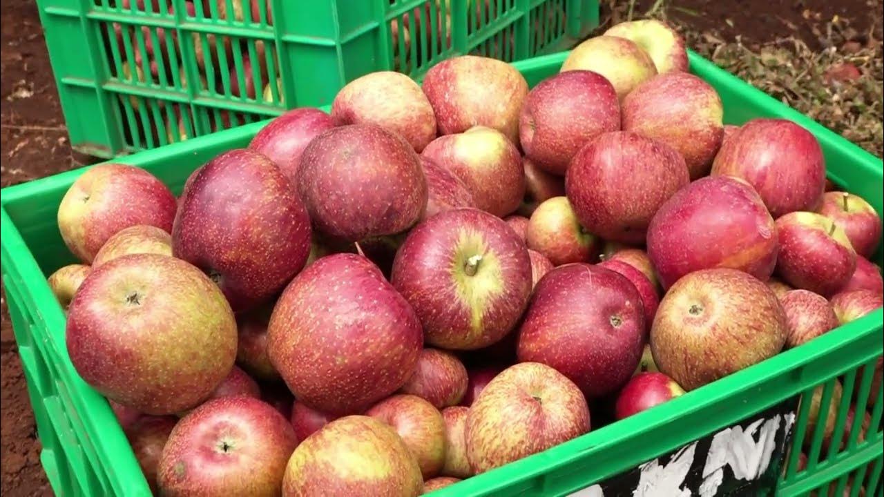 KALRO Low Chilling Apple Varieties YouTube