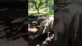 ASMR SATISFYING RURAL WHITE PIG BOAR SOUND#shorts