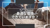 オカヤドカリ サンゴ砂の洗い方 オカヤドカリ水槽メンテ前編 Youtube