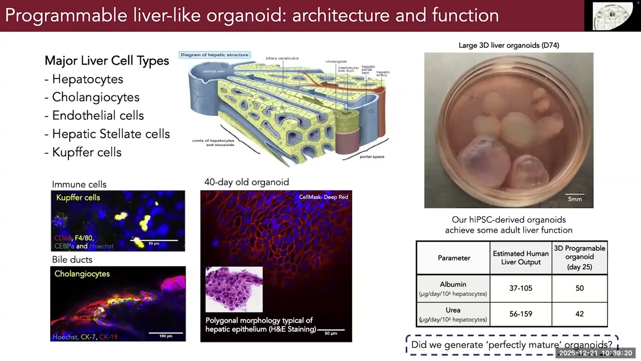 Mammalian Synthetic Biology, Programmable Organoids, and Neuromorphic Circuits - Ron Weiss