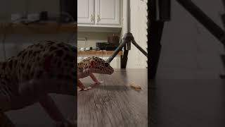 This gecko is so bad at hunting