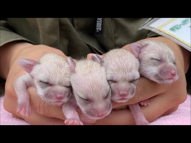 赤ちゃん初公開】フェネックは天使だと思う！ - YouTube