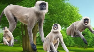 Animal Monkey Story The Smart Langur