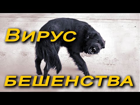 Вирус бешенства и почему 40 уколов в живот?