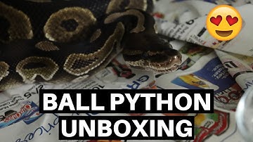 New Ball Python Unboxing From Anthony Fleming Reptiles - Benjamin