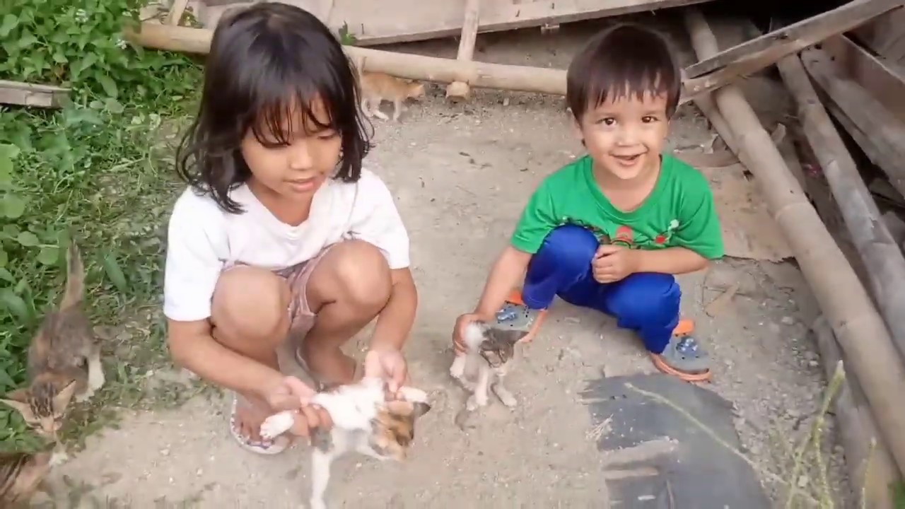  BERMAIN  DENGAN 8 ANAK  KUCING YANG  BARU LAHIR YouTube