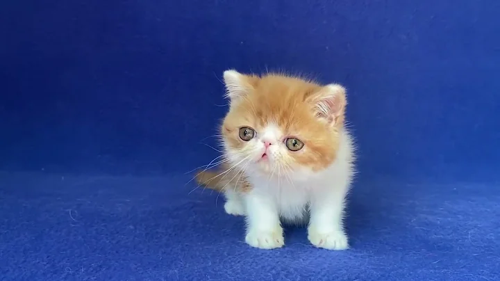 Video 6501721: exotic shorthair male kitten, white exotic shorthair kitten, exotic shorthair cattery, exotic shorthair red white
