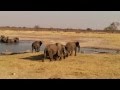 Elephants charge Crocodiles