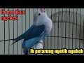 Sekali denger LOVE BIRD akan trpancing untuk ikut ngekek fighter dan gacor