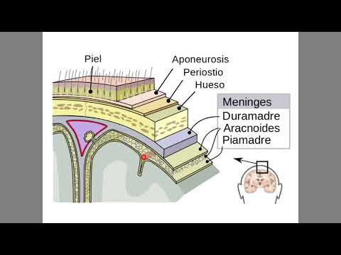 Vídeo: Diferencia Entre Dura Mater Del Cerebro Y La Médula Espinal