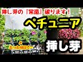 ◆ペチュニア【挿し芽】常識破ります❗️