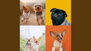 Pulsating Ambiance for Dogs Taking It Easy