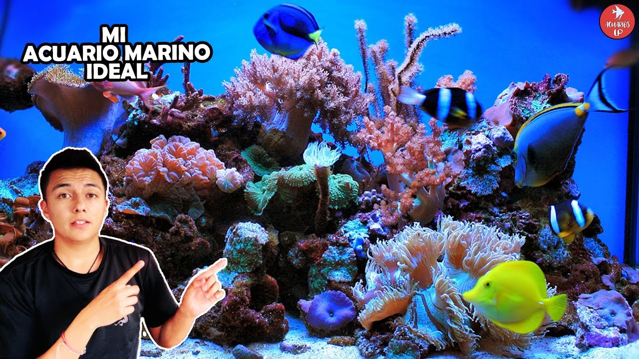 Como enamorar a un acuario