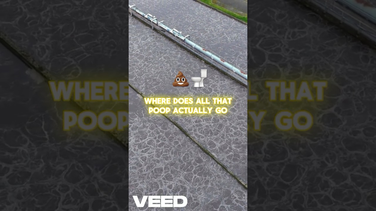 Where Does All the Poop Go? 💩 The Journey of Waste Explained