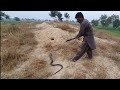 Black cobra snake rescued on the complaint of farmers