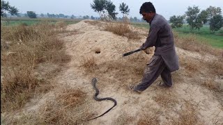Black Cobra Snake Rescued on the Complaint of Farmers