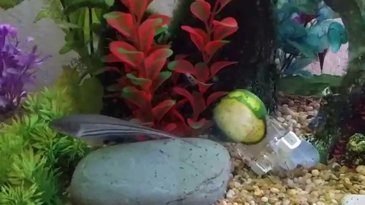 Glass Knifefish YouTube
