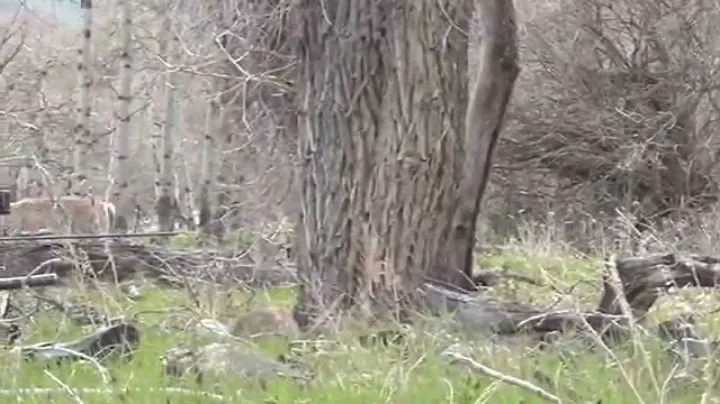 A Spring Turkey Hunt with The TRCP