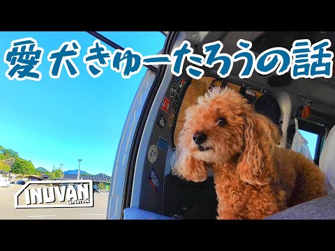 The story of Kyutaro, a beloved toy poodle ~Go, Kyutaro! Blow away