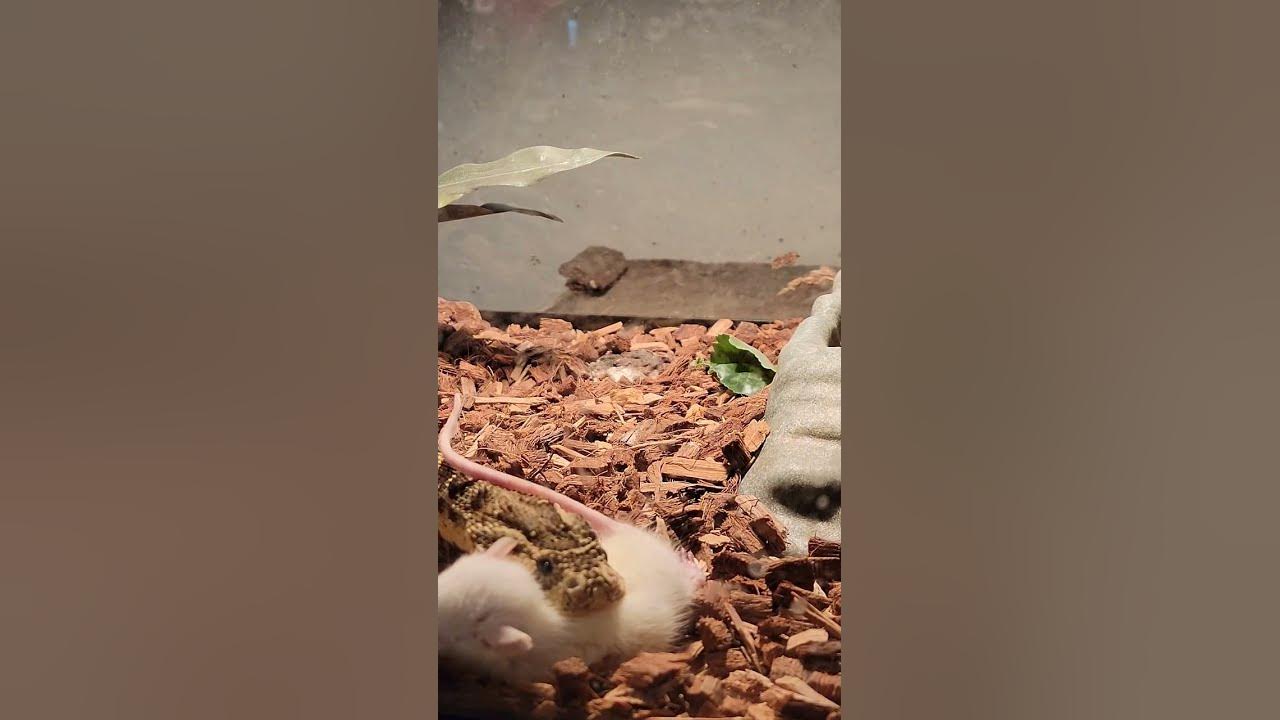PuffAdder Strike Fastest Striking Snake YouTube puffadder-strike-fastest-striking-snake-youtube