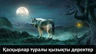 видео: Қасқырлар туралы қызықты деректер картинка: Қасқырлар туралы қызықты деректер