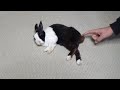 Sleeping rabbit poops when you touch his tail part 2