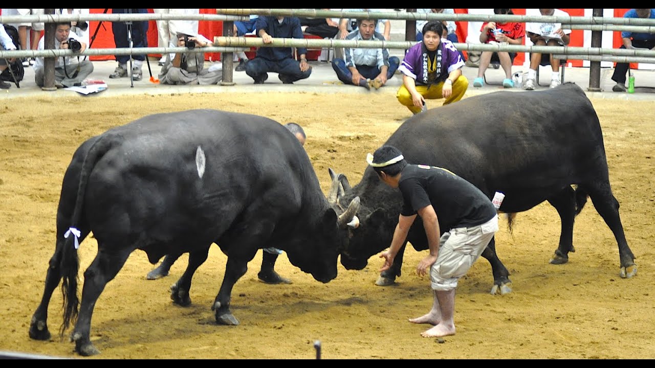 Japanese Bull Rider Japanese Bullfighting - Bull Sumo (Togyu/ushizumo) in Uwajima - YouTube