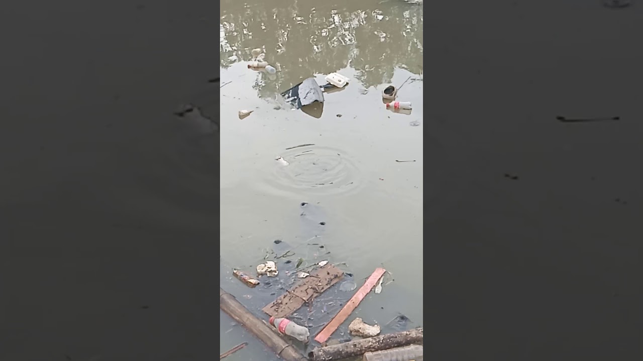 Part 2 Janitor Fish YouTube Part 2 Janitor Fish YouTube