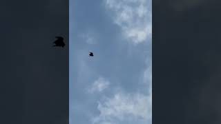 Sezgin Rodoplu. Orhan Öz Maşşallah