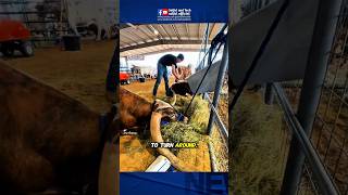 Why Are These Cow Horns So Huge? Texas Longhorn Explained! 🤯